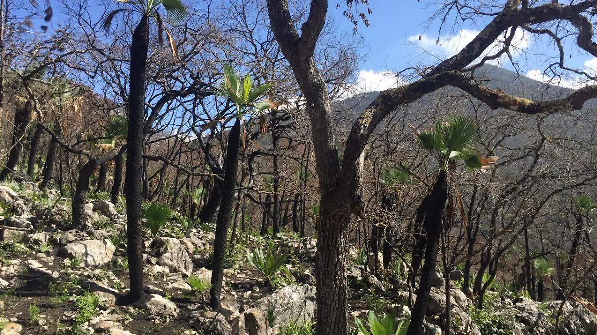 Sierra Gorda (1)